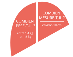 infos sur le foie : poids et taille