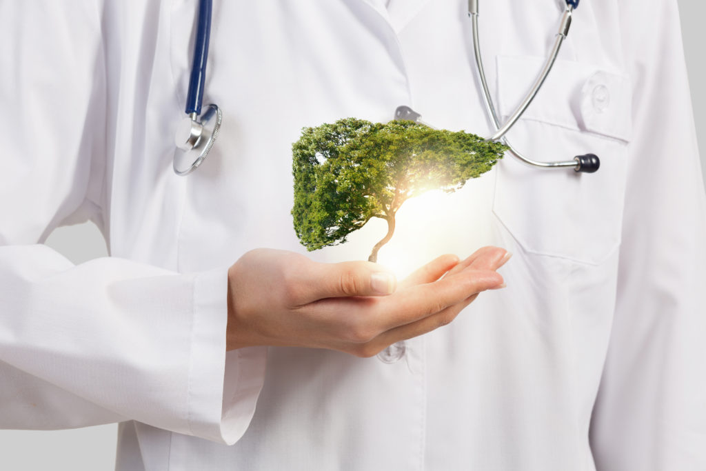 Close up of female doctor holding green tree in hands