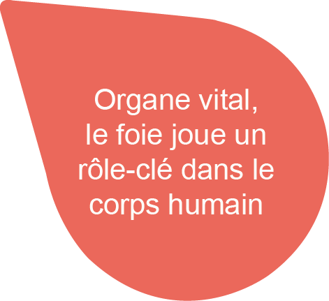 Bulle-FR-1